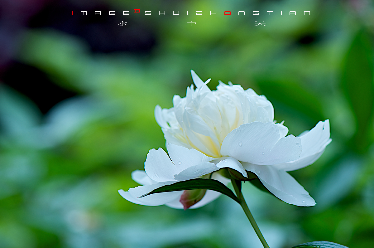 DSC_4549副本.jpg