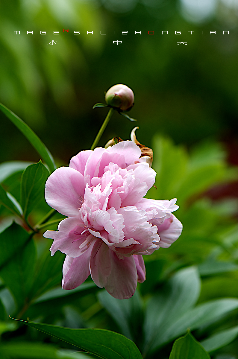 DSC_4555副本.jpg
