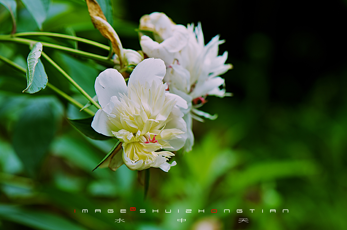 DSC_4558副本.jpg