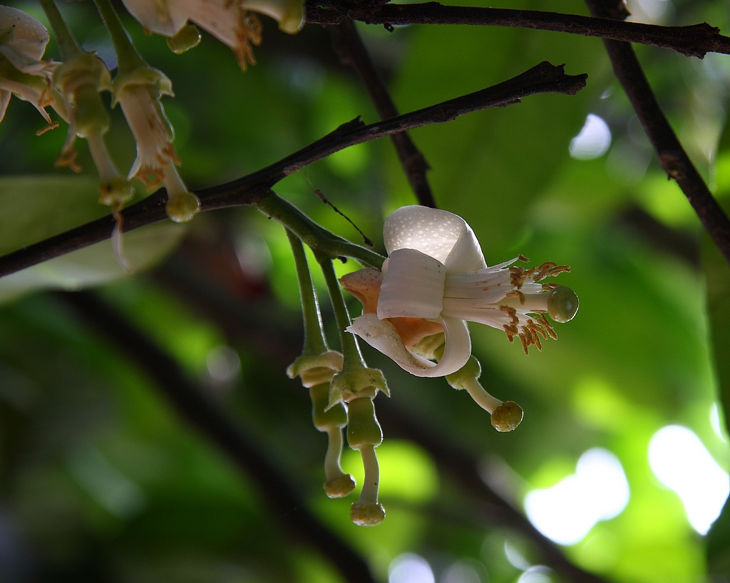 IMG_4257a.jpg