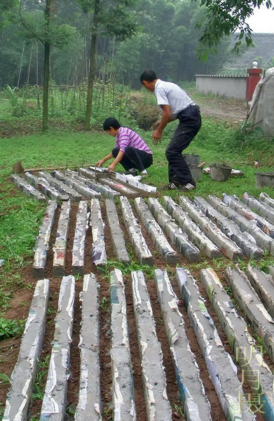 浇铸葡萄架3.jpg