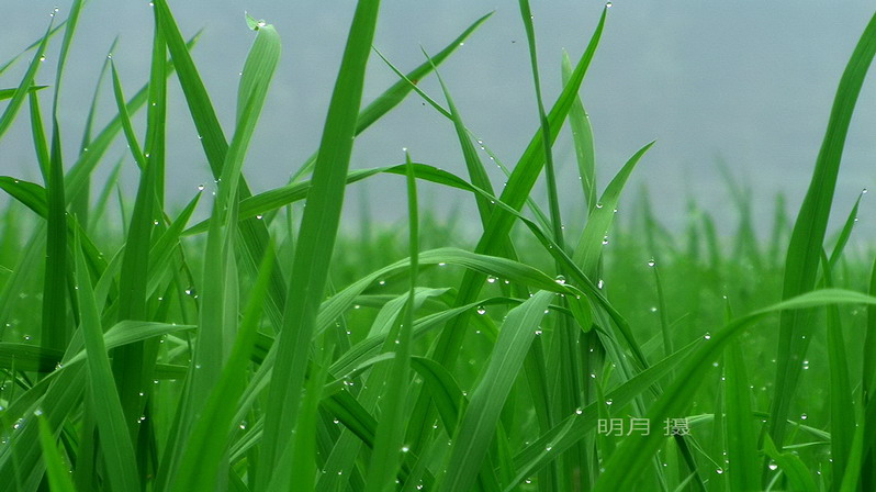 雨露滋润禾苗壮.JPG