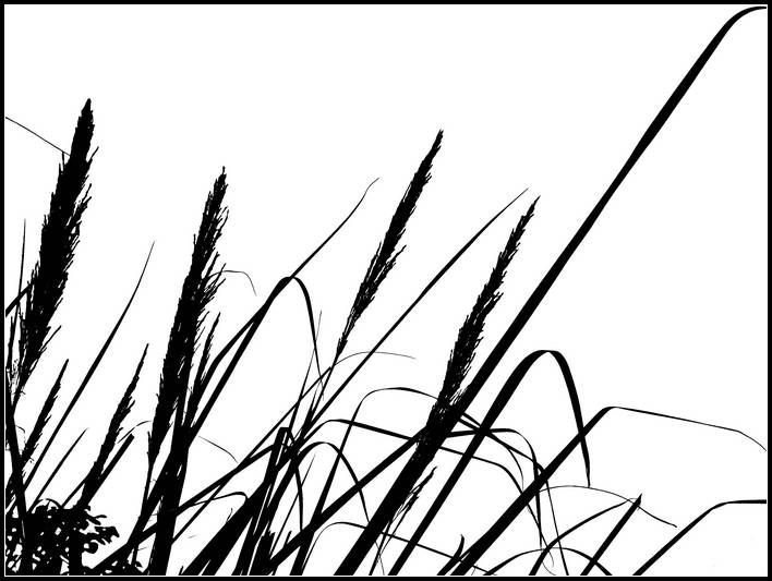 岸边秋草
