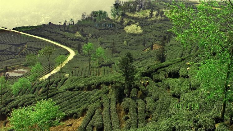 线条茶山.jpg