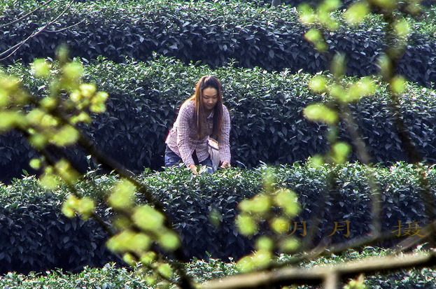 花中采茶人.jpg
