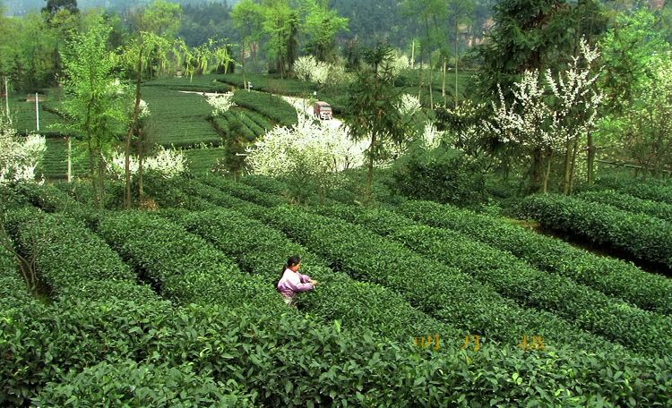 修文茶山2.jpg