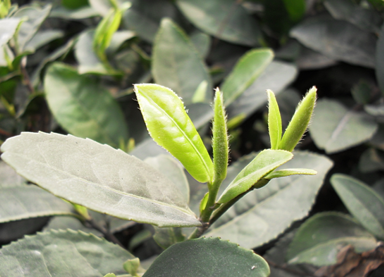茶芽