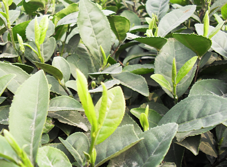 茶叶