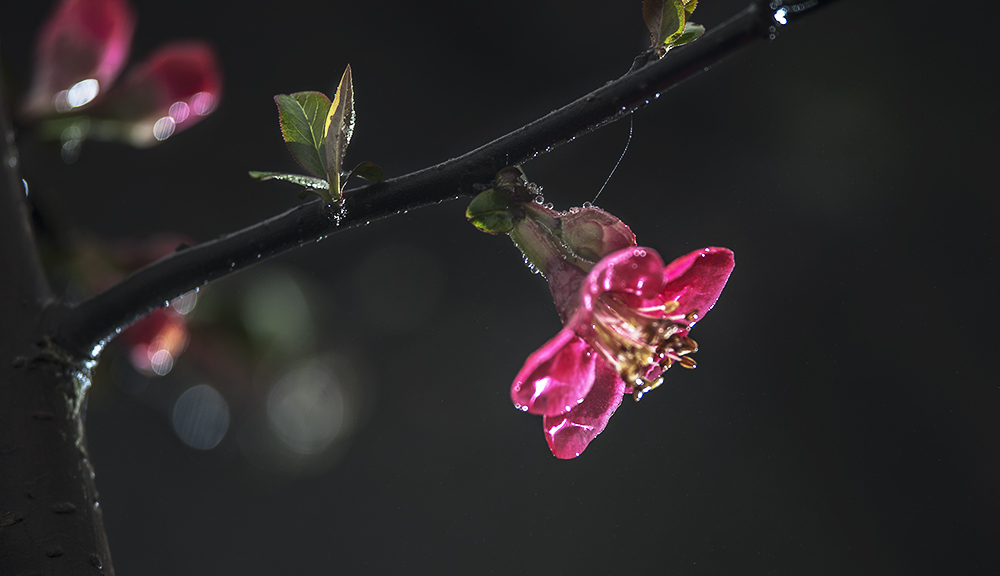 _DSC8081.jpg