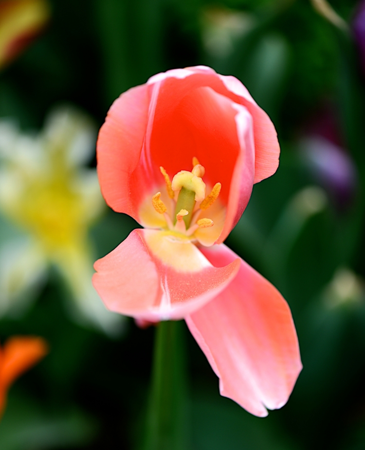 DSC_0579.jpg