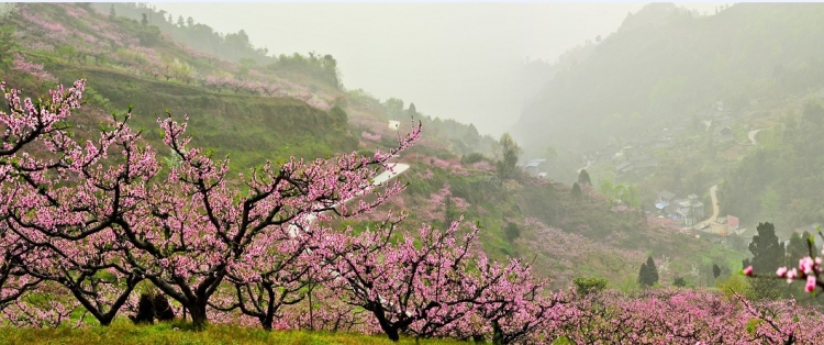 仙芽山 桃花迎春开7.jpg