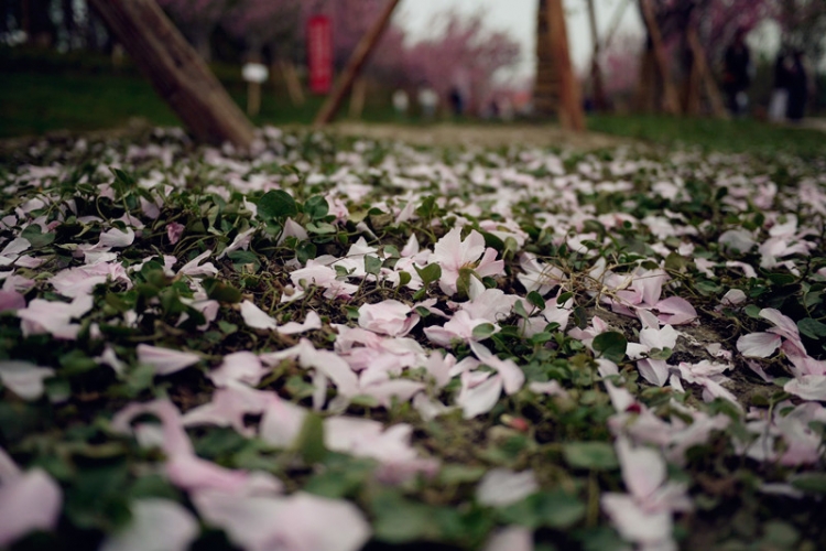 繁花落下.jpg