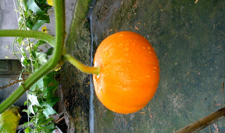 IMG0720091300.jpg
