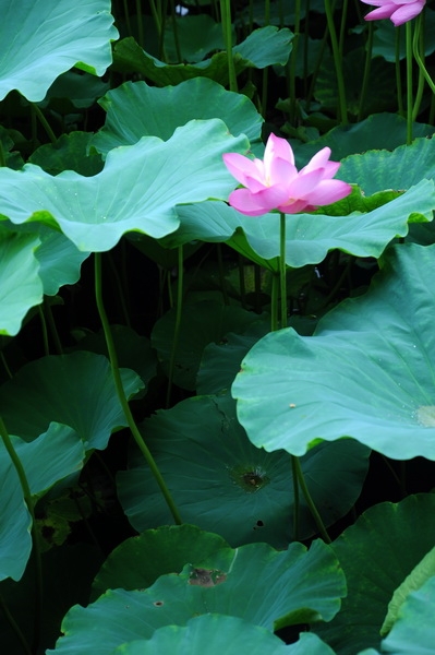DSC_3252_调整大小.JPG