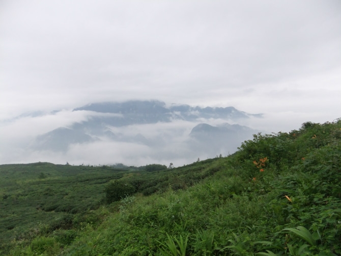 下过雨的茶园