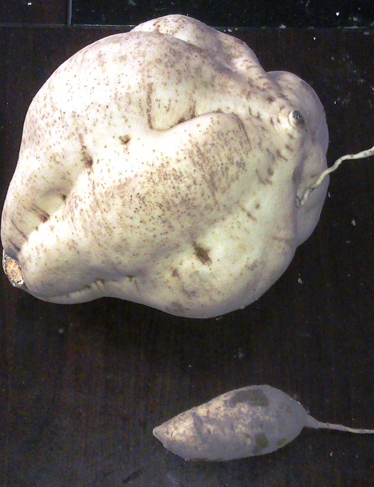 IMAG0416.jpg