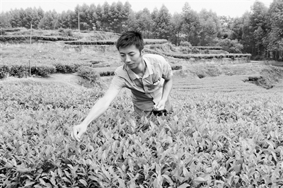 周宇在自己的茶园向记者介绍情况 