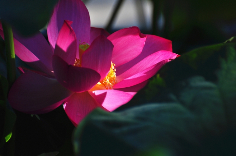 DSC_0250_副本.jpg