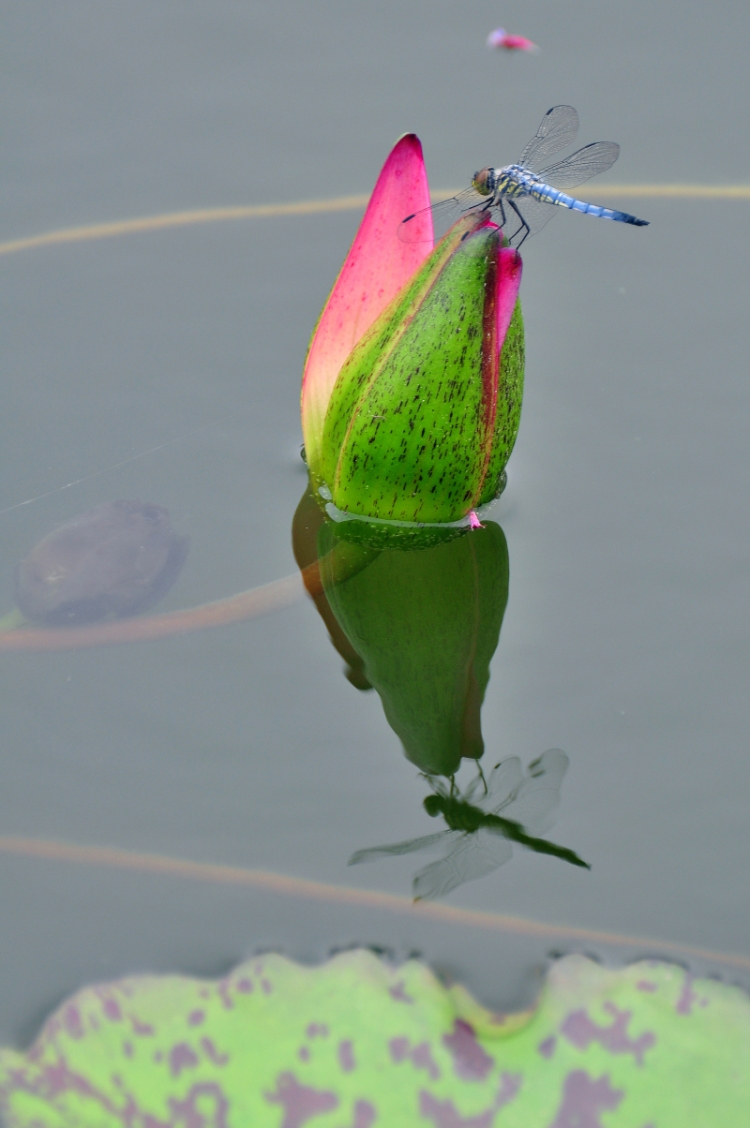 DSC_1023_副本.jpg