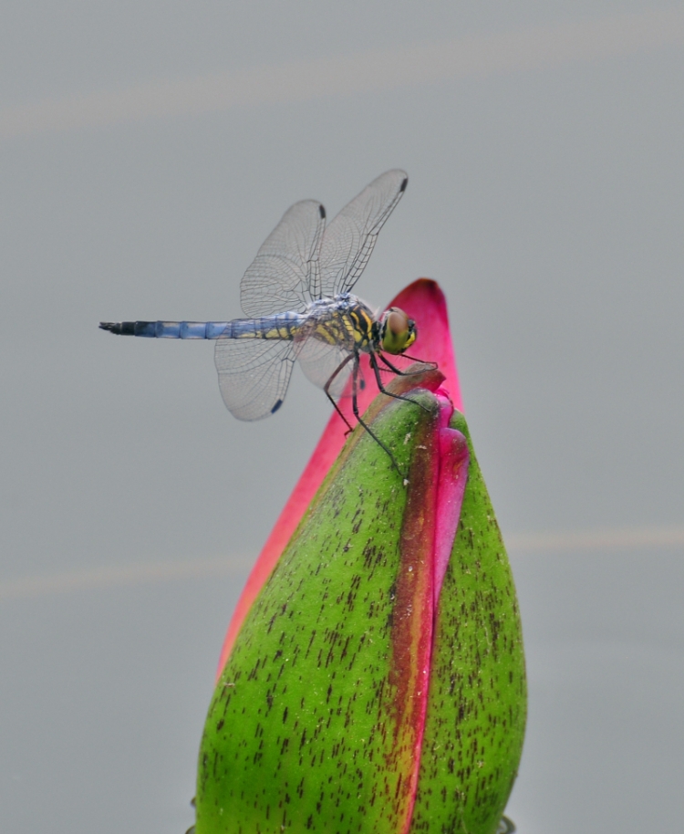 DSC_1033_副本.jpg