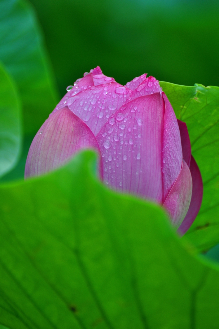 DSC_1113_副本.jpg