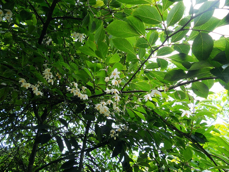 DSCN7462_副本.jpg