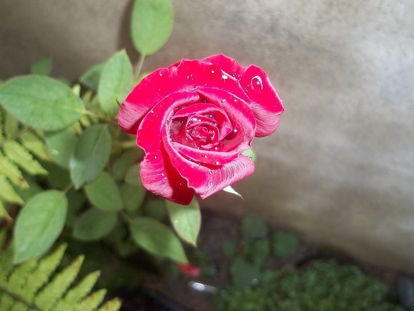花花