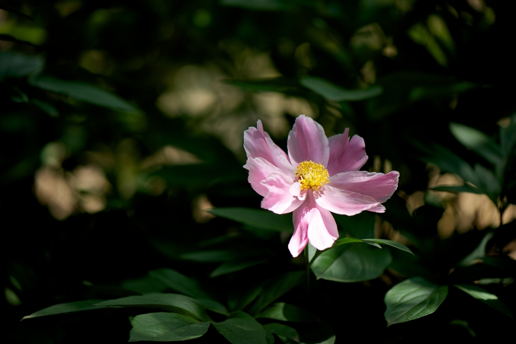 AAA_3853副本.jpg