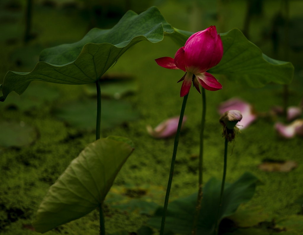 _MG_0133.JPG
