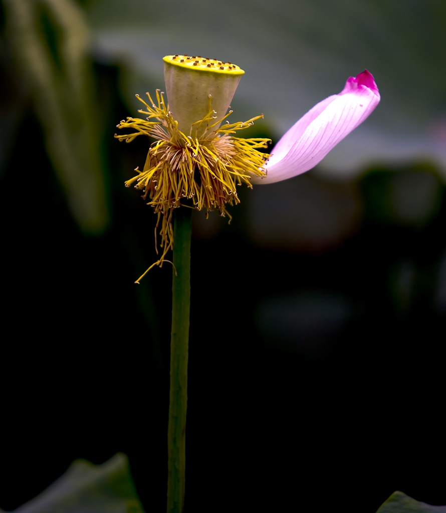 _MG_0089.JPG