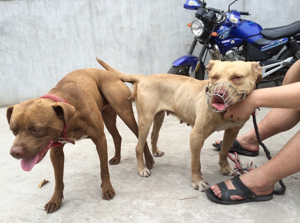 [宠物秀] 出售比特犬幼崽