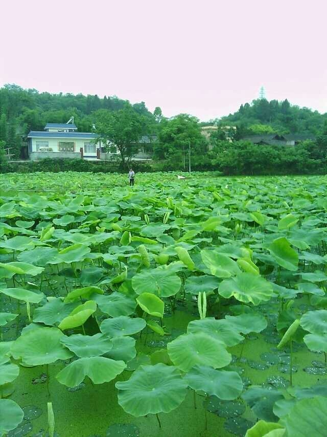  荷 塘 人 家
