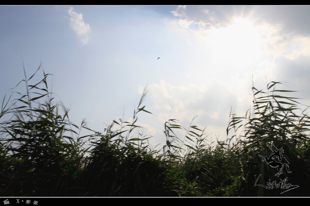 20140815盘锦红海滩 (34).jpg