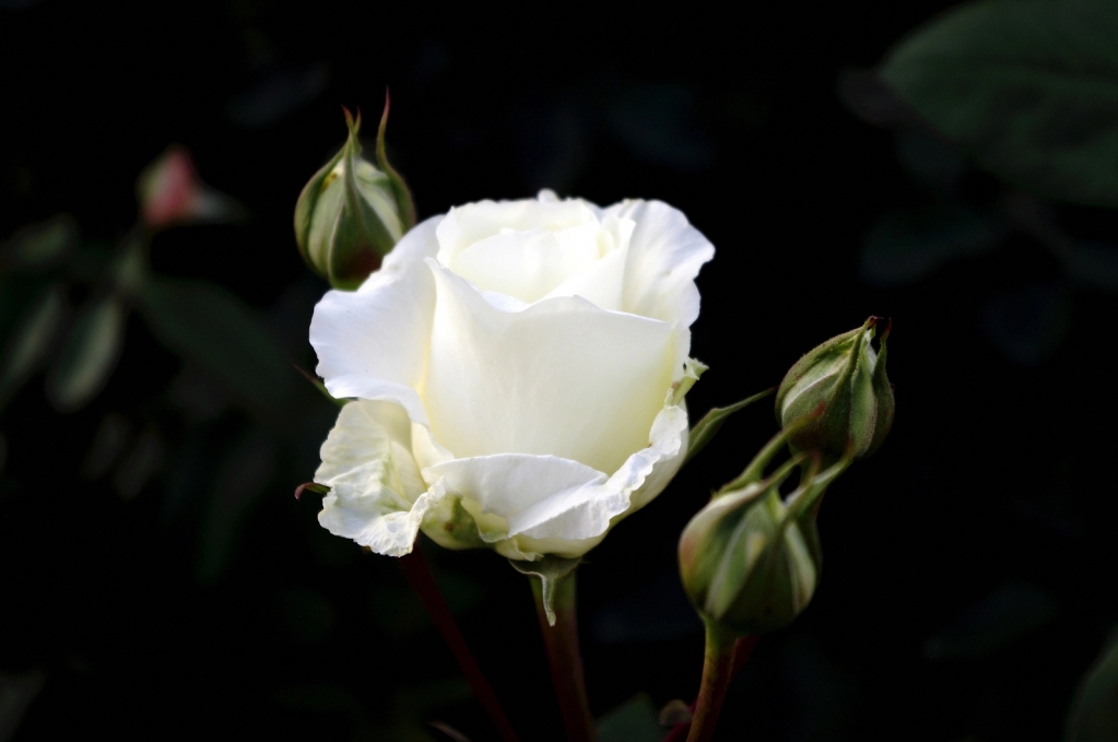 QQphoto(11).jpeg