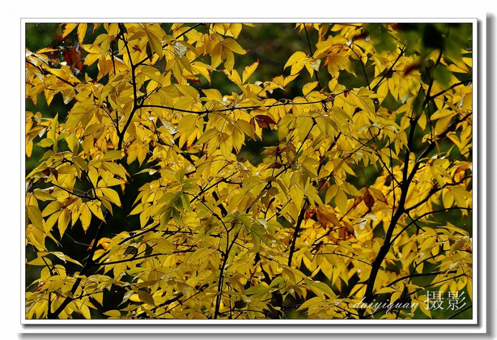 DSC_8420_dh 副本_副本.jpg