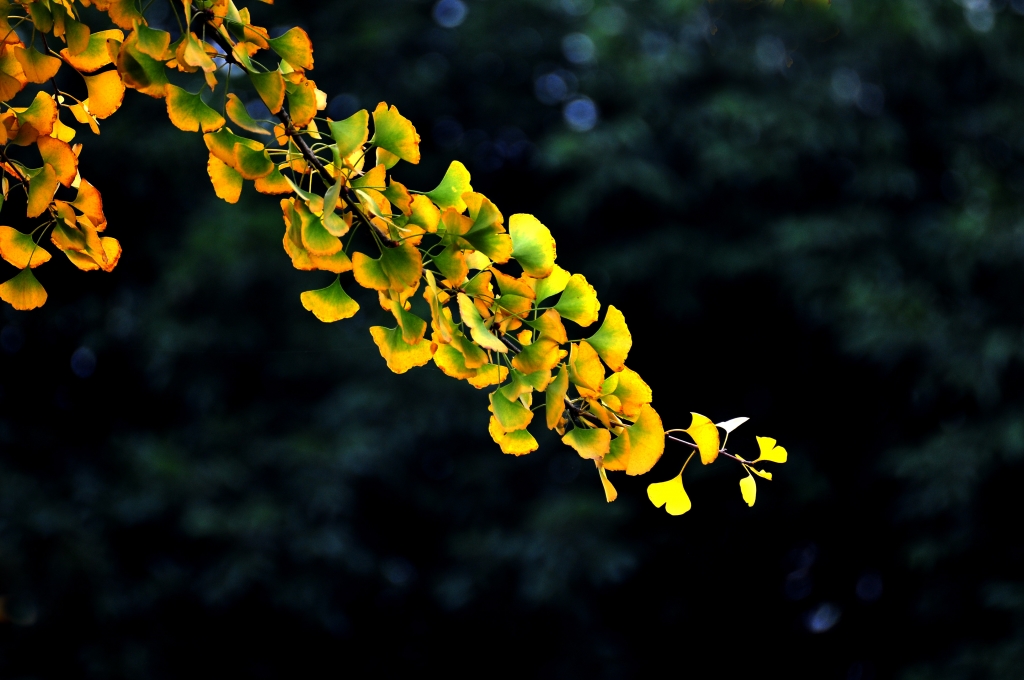 DSC_7227.JPG