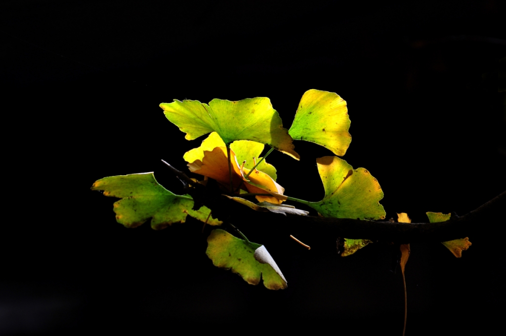 DSC_7455.jpg