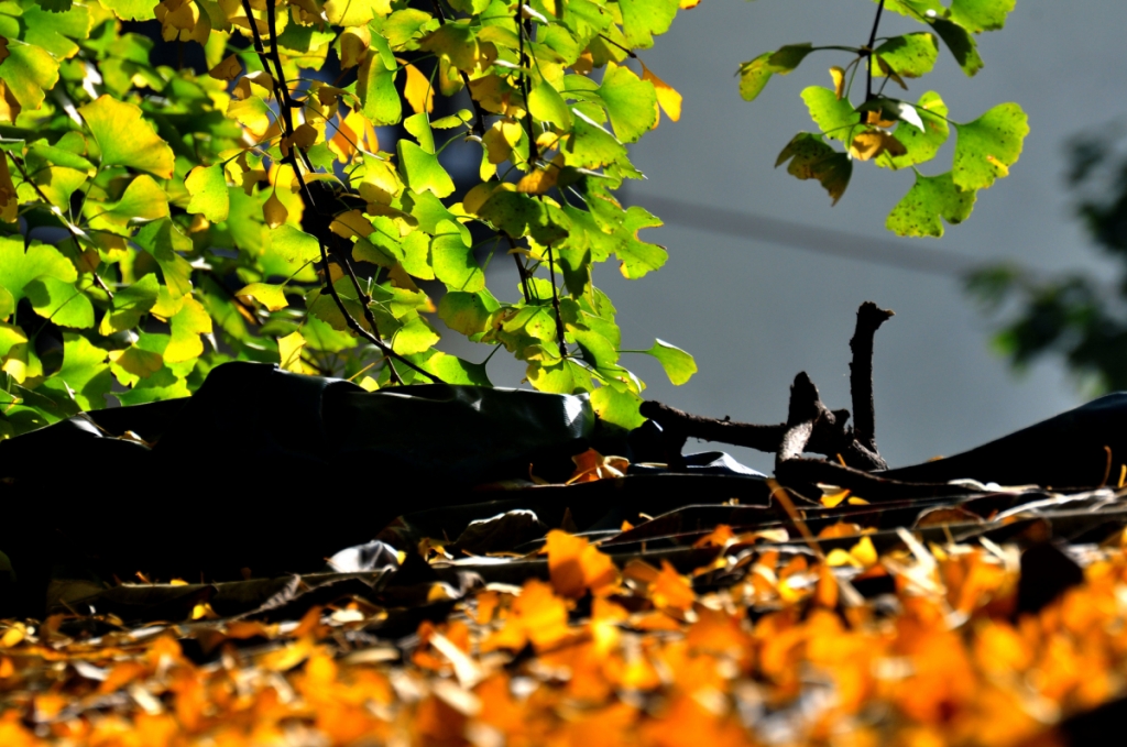 DSC_7518.jpg