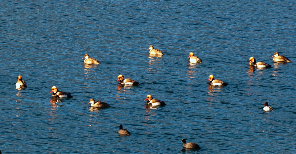 DSC_0868.jpg