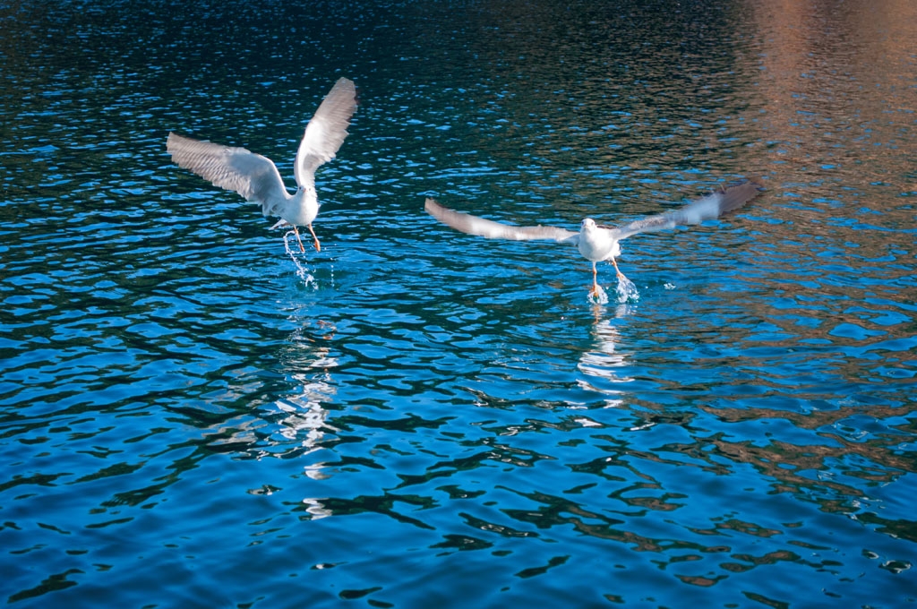DSC_0438.jpg