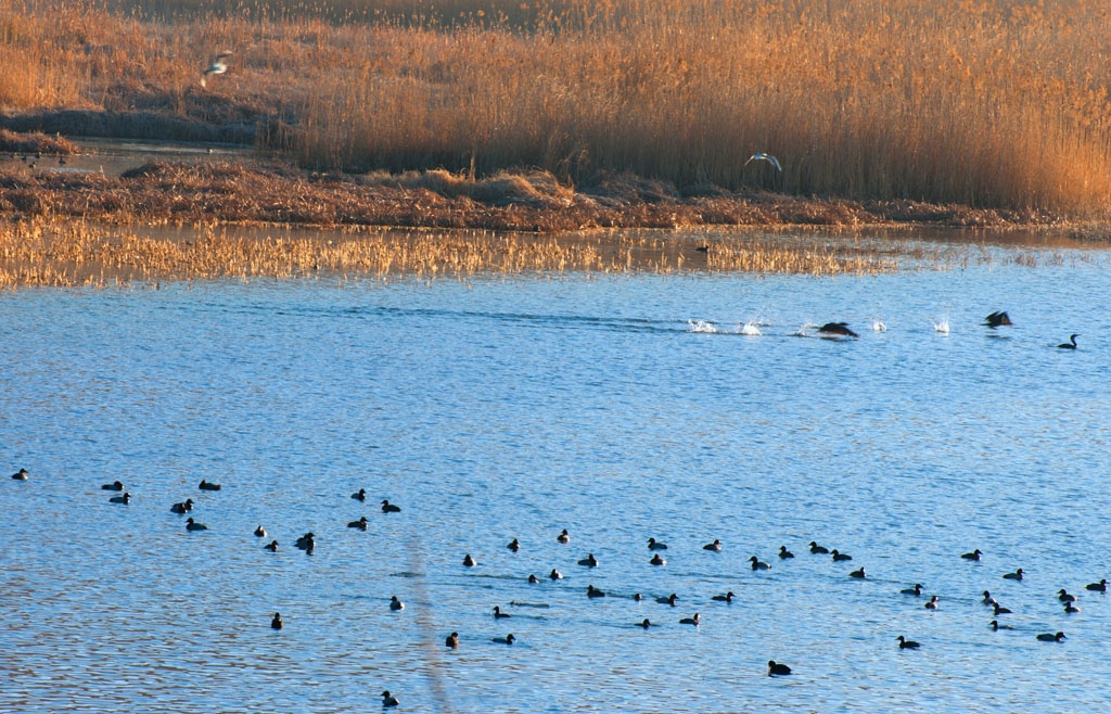 DSC_0740.jpg