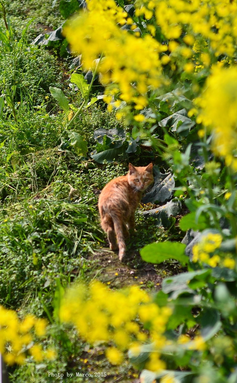 DSC_0743_副本.jpg
