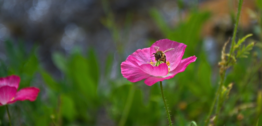 DSC_4683.jpg
