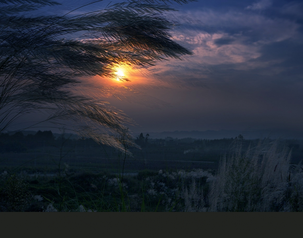 芦苇夕阳.jpg