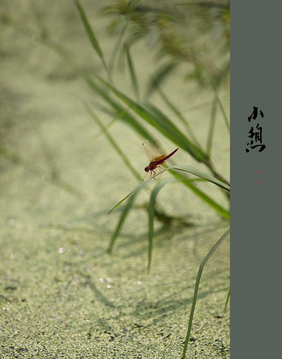 A04O4039 拷贝 2.jpg