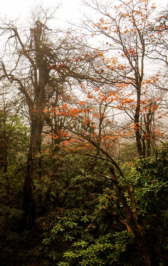 DSC_2118.jpg