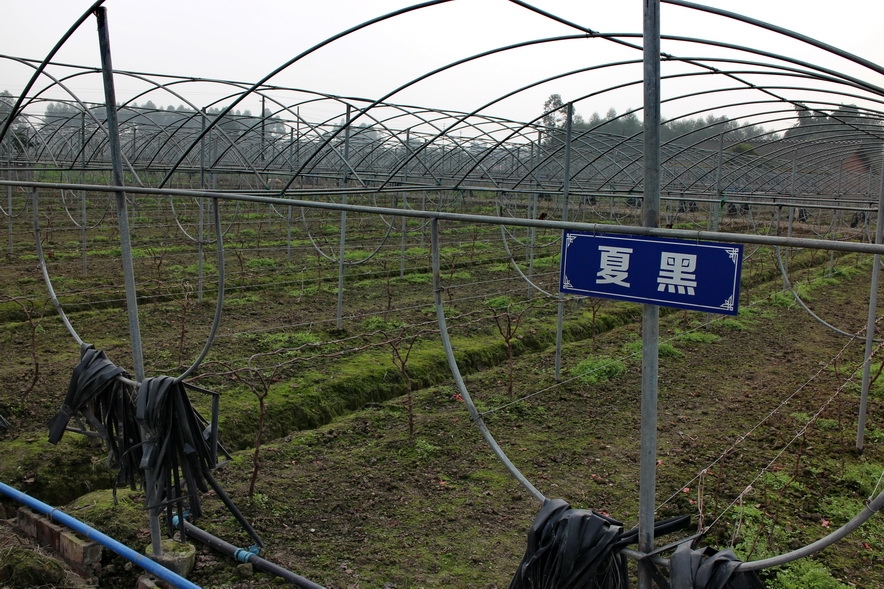 冬天的葡萄园.JPG