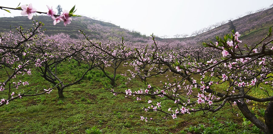 DSC_0100.JPG