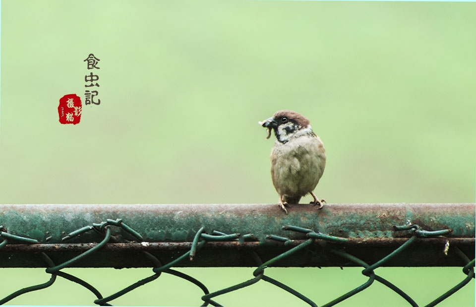 早起鸟儿.jpg