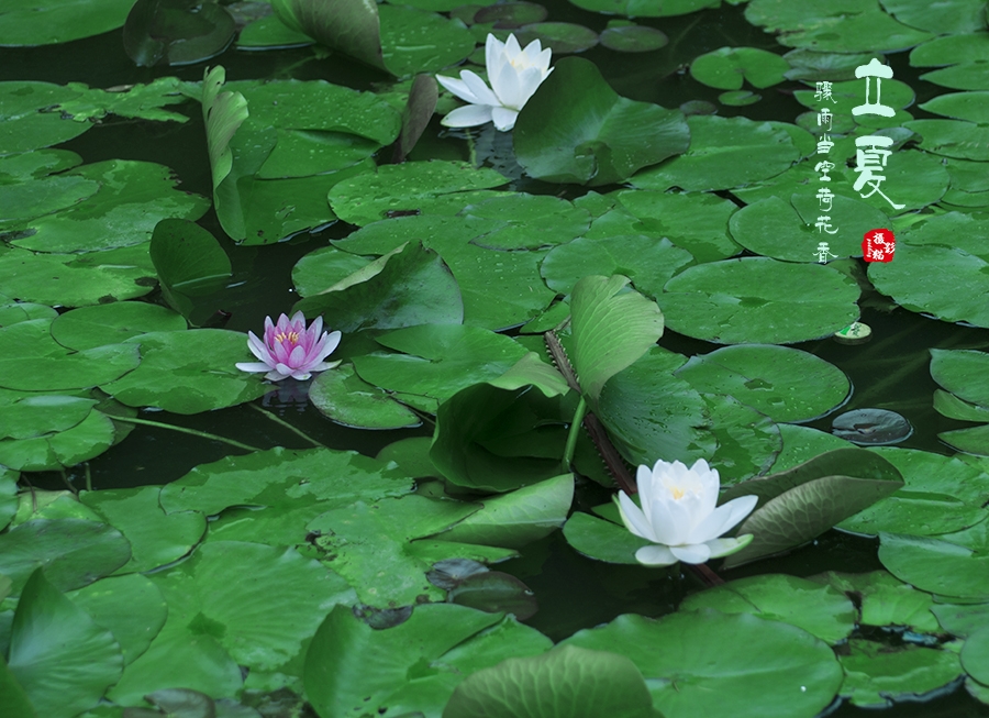 荷花.jpg